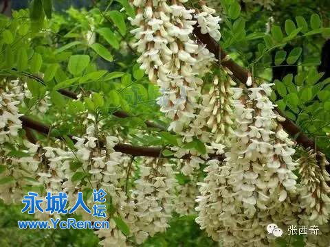 又到了一年中吃楊槐花的季節咯
