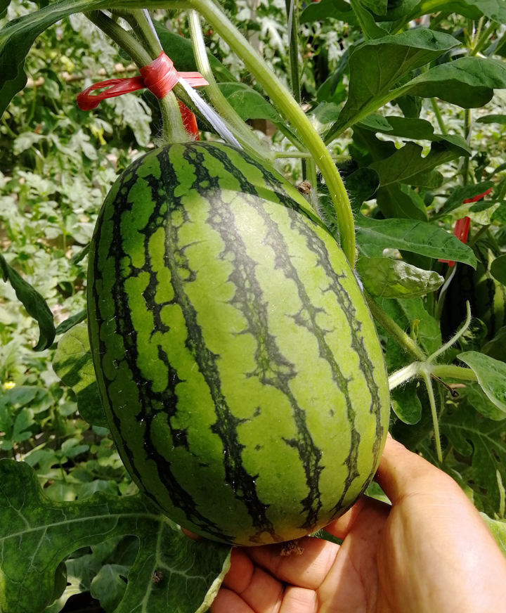 濰坊青州2k小型西瓜_蔬菜_名優農副土特產品_產品_中國農業科技推廣網