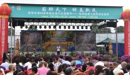 周末了!約起!新都區新民鎮“萄醉天下·醉美新民”葡萄采摘季來啦
